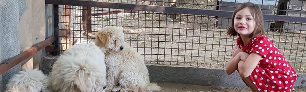 A hatéves Bori lemondott szülinapi ajándékairól, hogy kutyáknak segíthessen