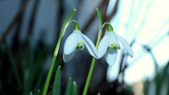 Kikeleti hóvirág – a tavasz szűzies virága
