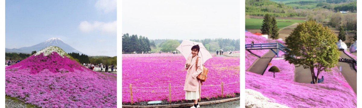 Japán verhetetlen tavaszban: a shibazakura virágzása lenyűgöző látvány