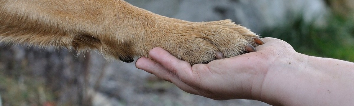 Szívmelengető dolgot tett egy kutya gazdája terhesfotózásán