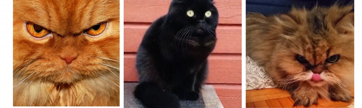 Grumpy cat után szabadon: ismerjétek meg az internet legdühösebb cicusait
