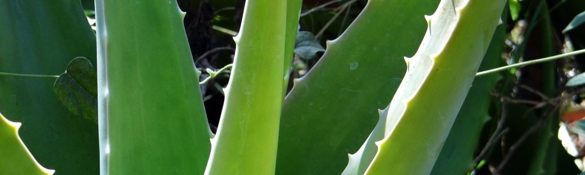 Elsősegély a leégett bőrnek – így készül az aloe vera jégkocka