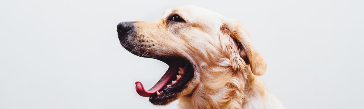 Cukiság a köbön: elolvadunk a fogszabályzós kutyától