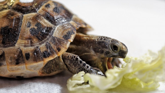 Brutális támadás a Fővárosi Állatkert teknőse ellen