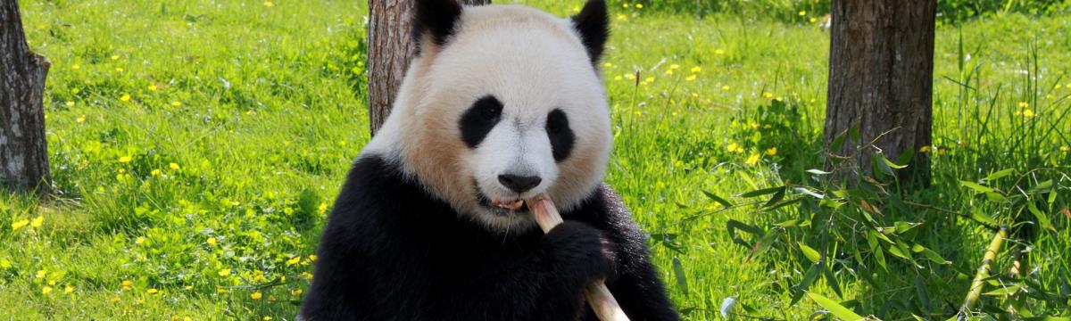 Jó hír az állatoknak: a pandák már nem veszélyeztetettek, és a tigrisek is többen vannak