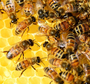 Ismerje meg a méhpempő fogyasztásának számos pozitív élettani hatását!