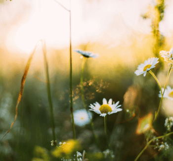 Midsummer hangulat a hosszú nyári estékhez: fenntartható skandináv inspirációk szabadtéri összejövetelekhez